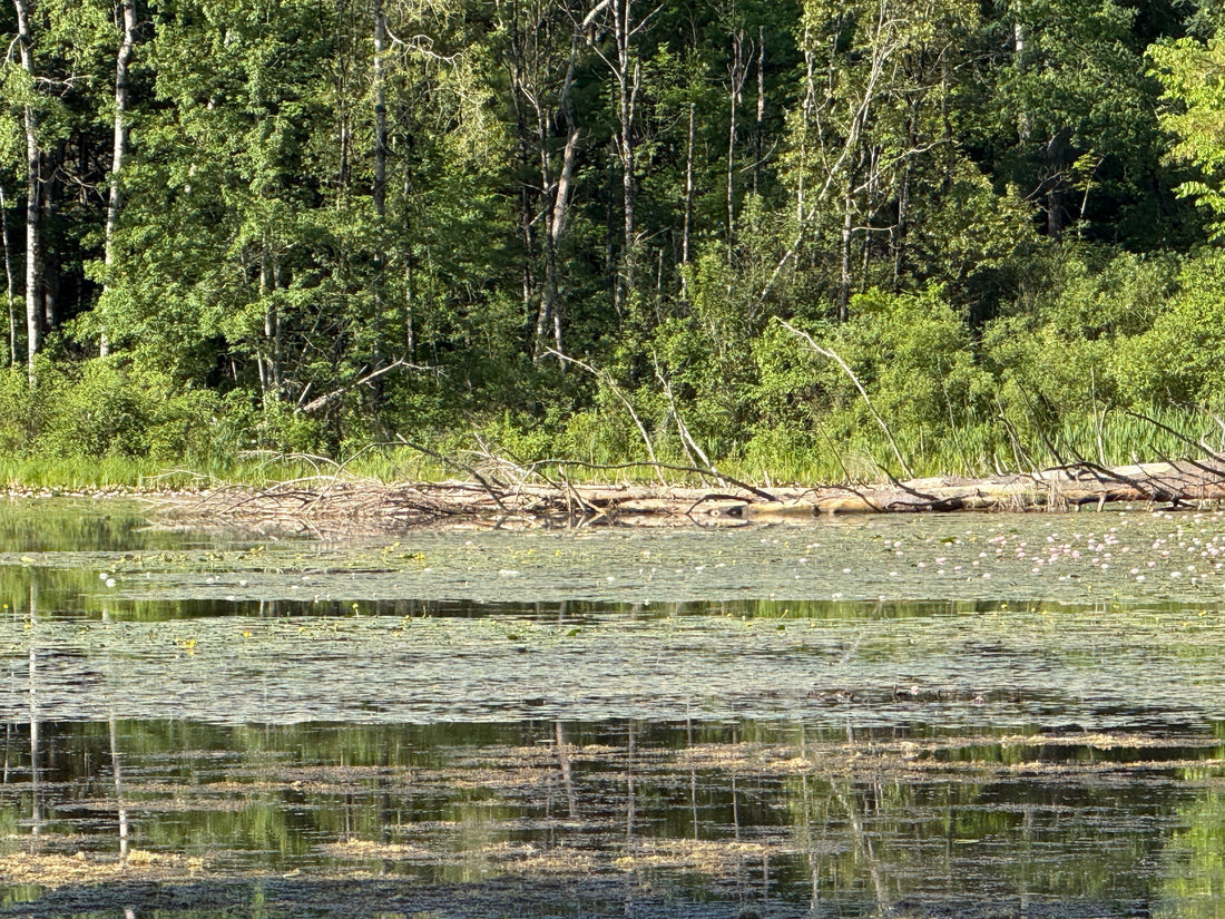 Reading Structure: How to Find Bass Before You Make a Cast - lostartlures.com