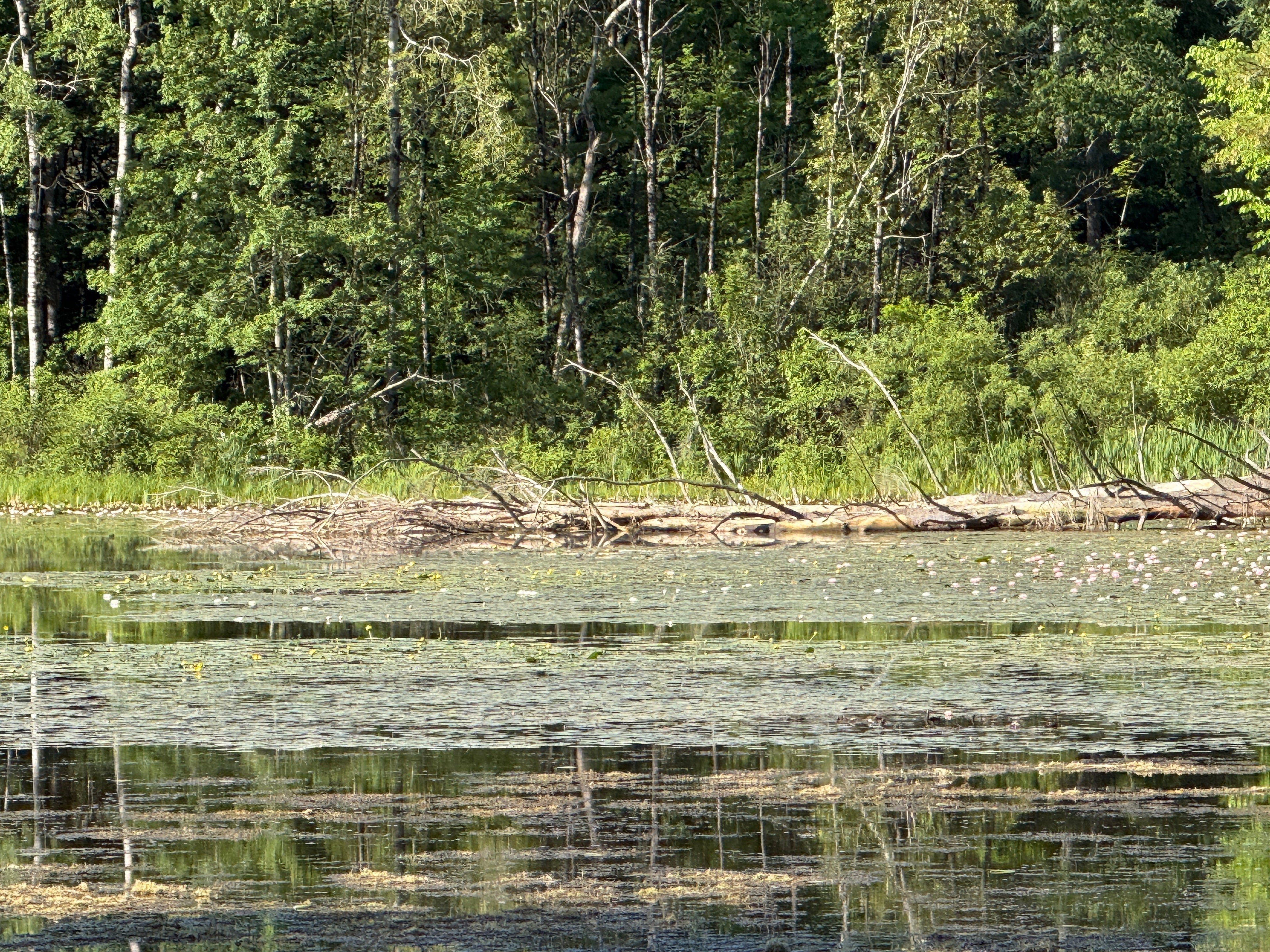 Reading Structure: How to Find Bass Before You Make a Cast - lostartlures.com