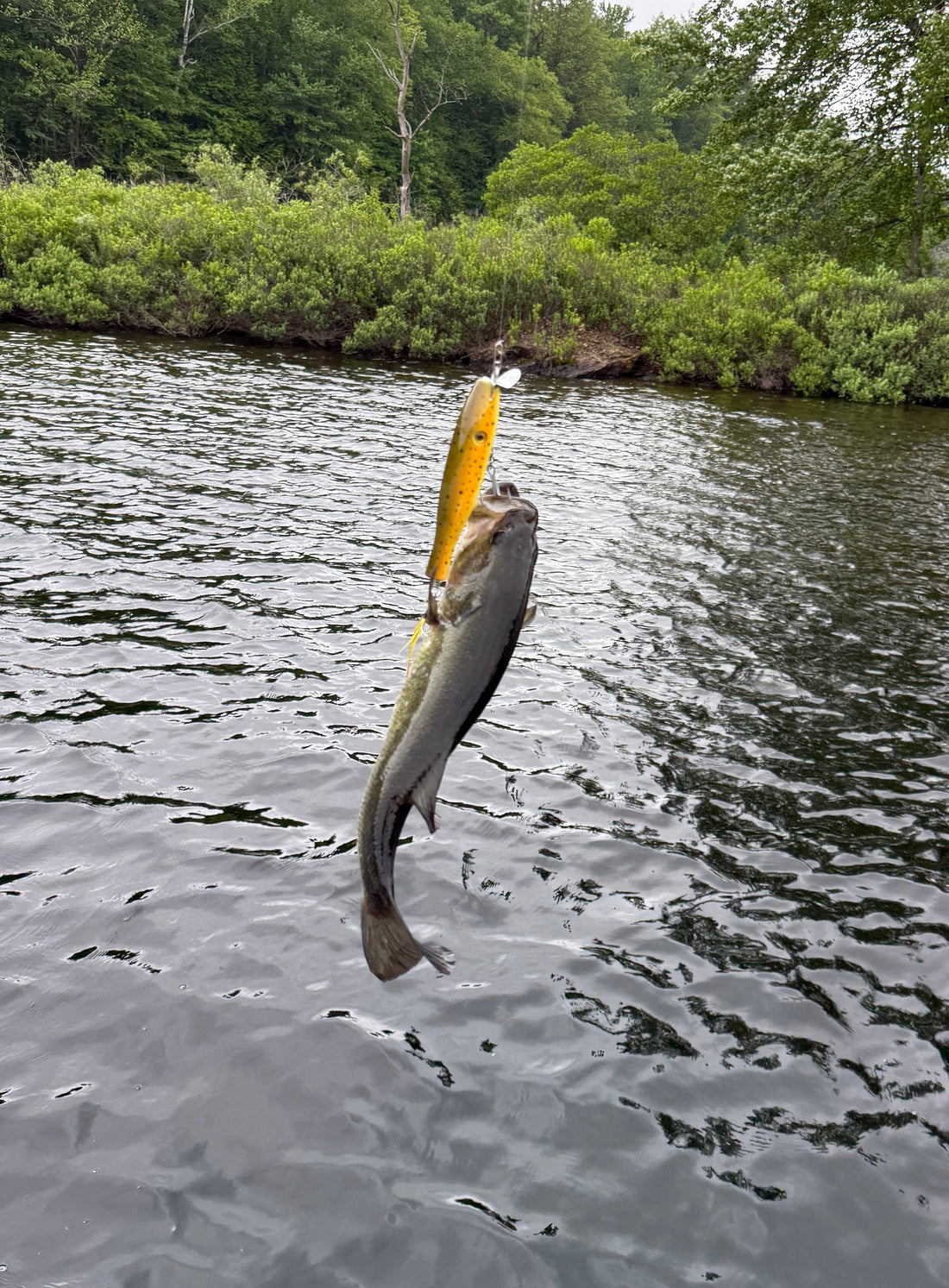 Spawn Window Fishing: How I Time My Best Bass Lures - lostartlures.com