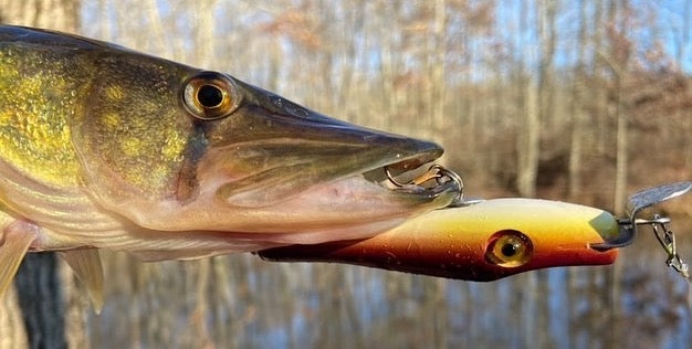 metal lip, stainless steel, bass, pike, musky, striper, fishing, wood, lure, custom, bait, pickerel, snook, vmc, spro, swivel, split ring, crappie, freshwater, saltwater, adventure, cedar, reclaimed, creek chub, finesse, fish, redfish, drum, multi species, angler, fisherman, subsurface, calm,