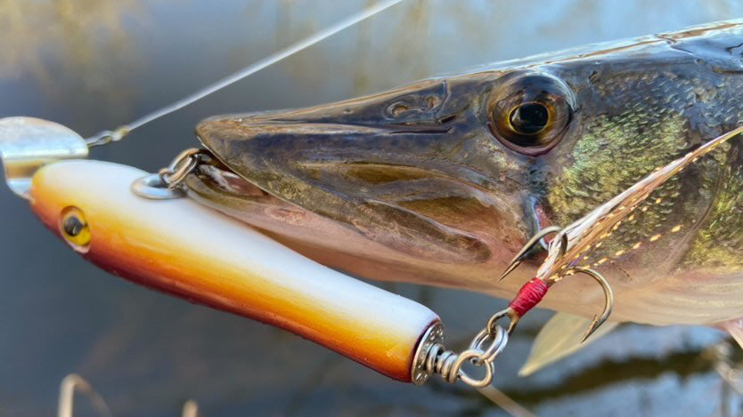 PHOTO COURTESY OF @JOE.CERMELE138
metal lip, stainless steel, bass, pike, musky, striper, fishing, wood, lure, custom, bait, pickerel, snook, vmc, spro, swivel, split ring, crappie, freshwater, saltwater, adventure, cedar, reclaimed, creek chub, finesse, fish, redfish, drum, multi species, angler, fisherman, treble, brown, purple, yellow, white